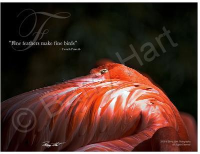 Inspirational Posters - Flamingo - Digital