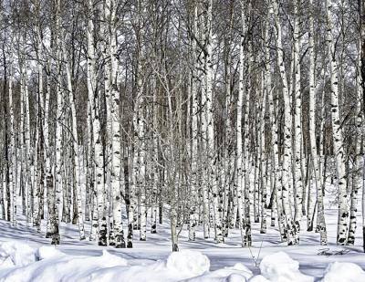 Trees - Jos Aspens - Digital