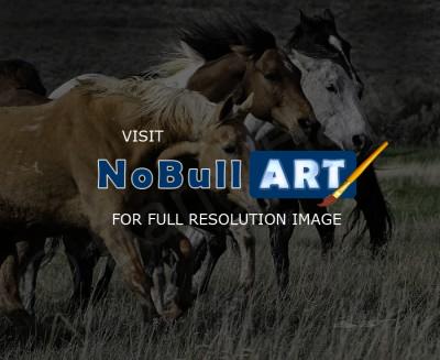 Horses - Meadow Run - Digital