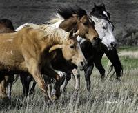 Meadow Run - Digital Photography - By Barry Hart, Horses Photography Artist