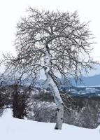 Blue Aspen - Digital Photography - By Barry Hart, Nature Photography Artist