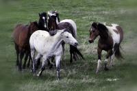 The Raindance - Digital Photography - By Barry Hart, Horses Photography Artist
