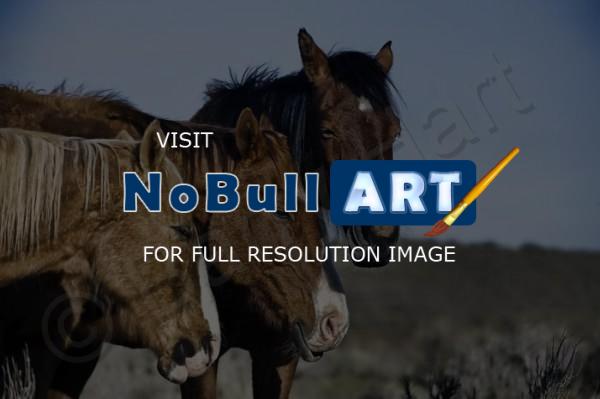 Horses - Siesta For Three - Digital