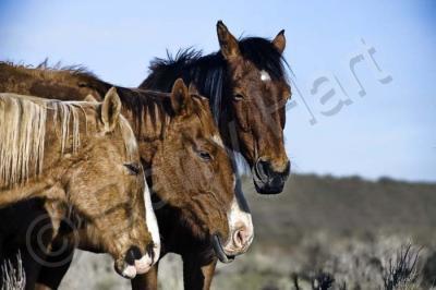 Horses - Siesta For Three - Digital