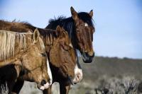 Siesta For Three - Digital Photography - By Barry Hart, Horses Photography Artist