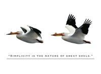 Birds - Simplicity - Digital