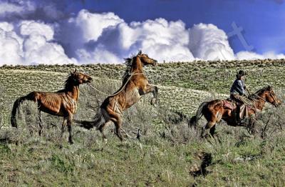 Cowboys And Horses - The Rebel - Digital