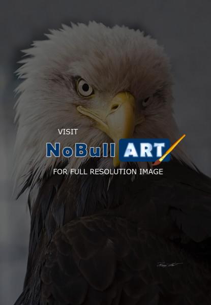 Birds - Alaskan Eagle - Digital