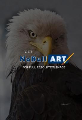 Birds - Alaskan Eagle - Digital