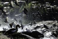 Cluster Flock - Digital Photography - By Barry Hart, Nature Photography Artist