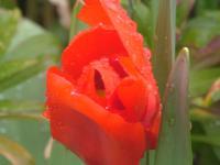 Flower In Rain - Meduim Photography - By Steven Taylor, For Digital Photographs Photography Artist