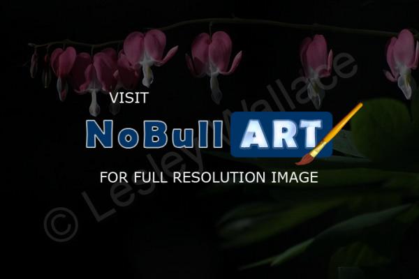 Nature Images - Bleeding Hearts - Canon 20D