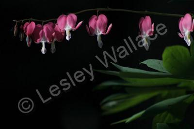 Nature Images - Bleeding Hearts - Canon 20D