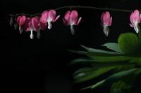 Nature Images - Bleeding Hearts - Canon 20D