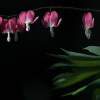 Bleeding Hearts - Canon 20D Photography - By Lesley Wallace, Life Photography Photography Artist