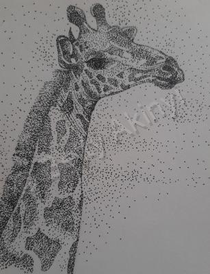 Animals - Giraffe - Pen