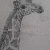 Giraffe - Pen Drawings - By Betty Akinyi, Stippling Using A Catographic Drawing Artist