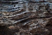 Wood - Digital Photography - By John Anderson, Nature Photography Artist