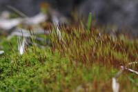 Art - Moss - Digital