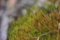 Moss 3 - Digital Photography - By John Anderson, Nature Photography Artist