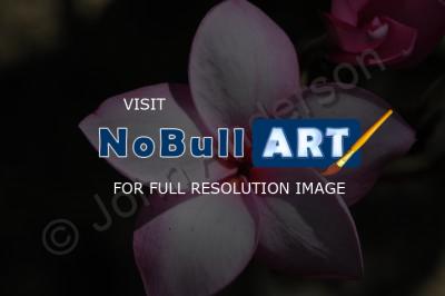 Art - Flower 3 - Digital