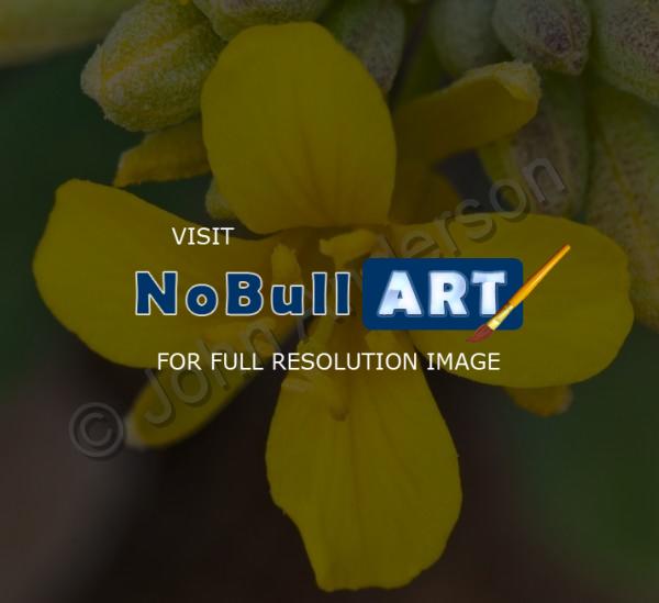 Art - Flower 6 - Digital