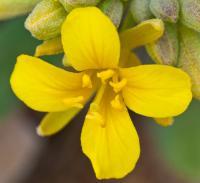 Flower 6 - Digital Photography - By John Anderson, Nature Photography Artist