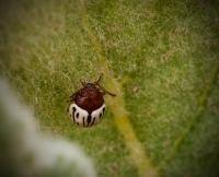 Ladybug - Digital Photography - By John Anderson, Nature Photography Artist