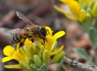 Bee - Digital Photography - By John Anderson, Nature Photography Artist