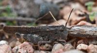 Grasshopper - Digital Photography - By John Anderson, Nature Photography Artist