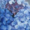 Blue Hydrangea - Acrylic Paintings - By Julia Patience, Realism Painting Artist