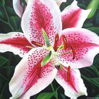 Flower Paintings - Pink Lily - Acrylic