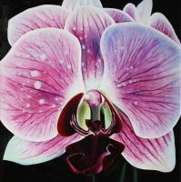 Pink Orchid - Oil On Canvas Paintings - By Julia Patience, Realism Painting Artist