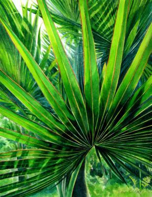 Still Life - Fan Palm - Watercolour