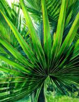Fan Palm - Watercolour Paintings - By Julia Patience, Realism Painting Artist