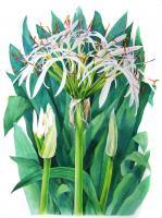 Flower Paintings - Agapanthus Orientalis - Watercolour