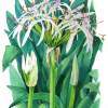 Agapanthus Orientalis - Watercolour Paintings - By Julia Patience, Realism Painting Artist