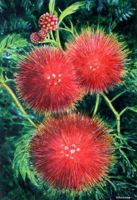 Flower Paintings - Red Powder Puff Flowers - Watercolour