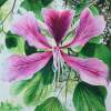 Pink Bauhinia - Watercolour Paintings - By Julia Patience, Realism Painting Artist