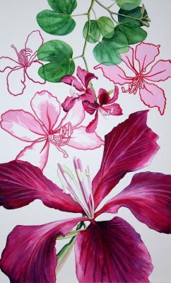 Flower Paintings - Studies Of Bauhinia - Watercolour