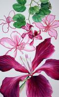 Studies Of Bauhinia - Watercolour Paintings - By Julia Patience, Realism Painting Artist