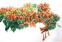 Firecracker Vine - Watercolour Paintings - By Julia Patience, Realism Painting Artist