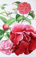 Studies Of Camellia - Watercolour And Ink Paintings - By Julia Patience, Realism Painting Artist