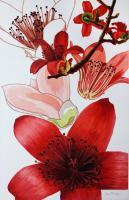 Studies Of Kapok Flower - Watercolour And Ink Paintings - By Julia Patience, Realism Painting Artist