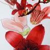 Studies Of Kapok Flower - Watercolour And Ink Paintings - By Julia Patience, Realism Painting Artist