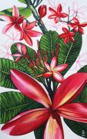 Studies Of Plumeria Rubra - Watercolour And Ink Paintings - By Julia Patience, Realism Painting Artist