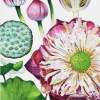 Studies Of Lotus - Watercolour And Ink Paintings - By Julia Patience, Realism Painting Artist