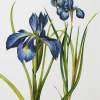 Blue Irises - Acrylic Ink Paintings - By Julia Patience, Realism Painting Artist