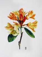 Flower Paintings - Yellow Azalea - Watercolour