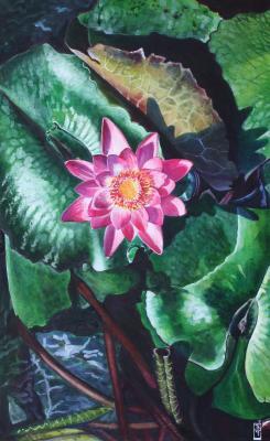 Flower Paintings - Pink Waterlily - Watercolour And Ink